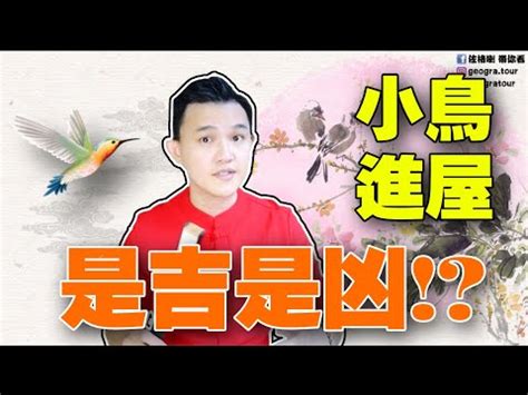 自來鳥麻雀|屋企有自來鳥搞唔掂？自來雀風水好？燕子入屋風水極。